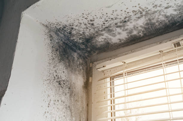 Trusted Basement Mold Remediation service in Elmhurst, IL - Cheap Mold Removal